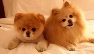 狗狗最新爆料文案